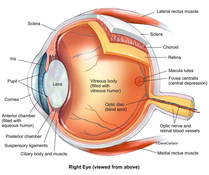 Eye Donation | Jharkhand Eye Bank Hospital & Research Center